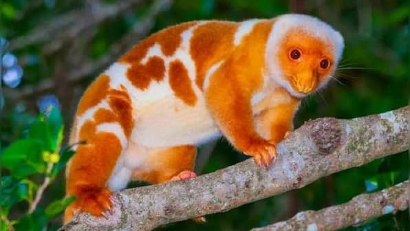 Passenger smuggling 5 exotic animals in check-in baggage arrested at Chennai airport
