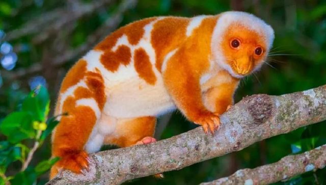 Passenger smuggling 5 exotic animals in check-in baggage arrested at Chennai airport Passenger smuggling 5 exotic animals in check-in baggage arrested at Chennai airport