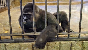 The heartbreaking tale of Bua Noi: The world’s saddest gorilla who won’t be let out of a zoo