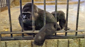 The heartbreaking tale of Bua Noi: The world’s saddest gorilla who won’t be let out of a zoo