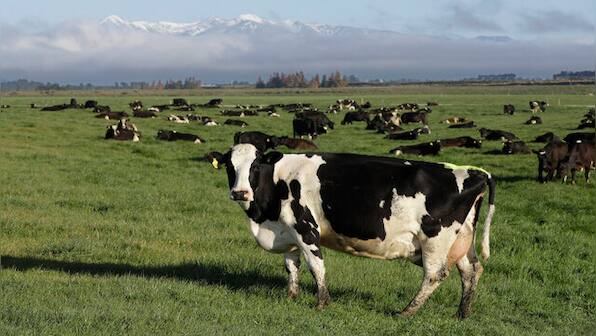 New Zealand proposes taxing cow burps to tackle climate change