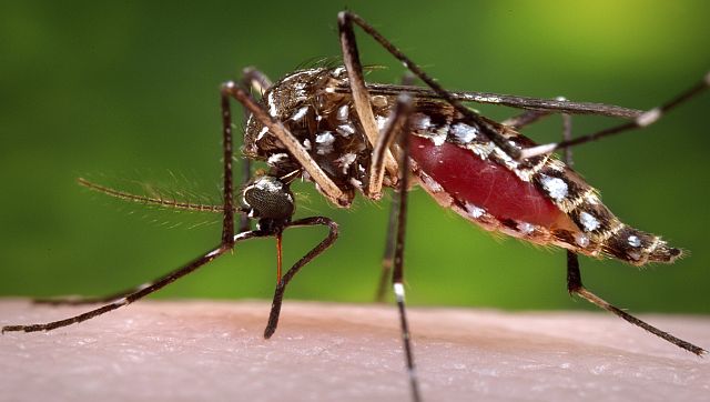 Why do mosquitoes bite some people more than others? Why do mosquitoes bite some people more than others?