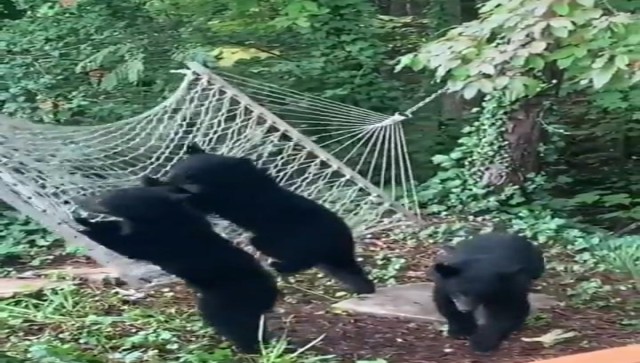 Watch: Bear cubs' struggle to climb hammock leaves internet in splits Watch: Bear cubs' struggle to climb hammock leaves internet in splits