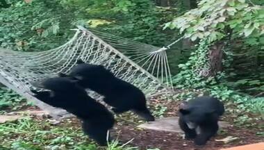 Watch: Bear cubs' struggle to climb hammock leaves internet in splits
