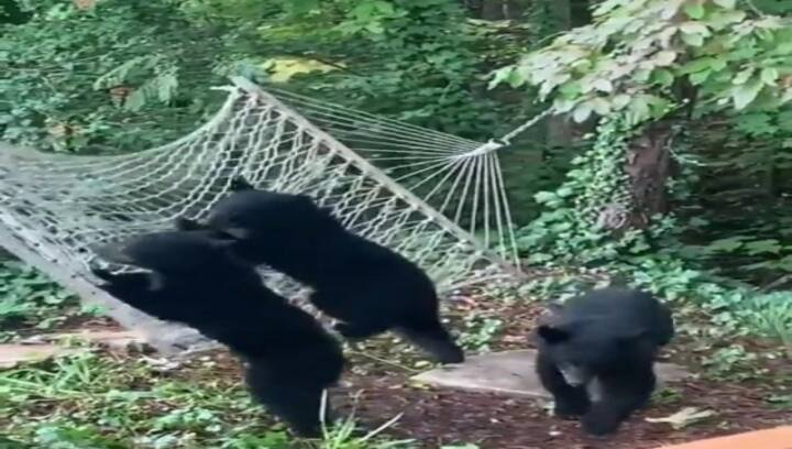 Watch: Bear cubs' struggle to climb hammock leaves internet in splits