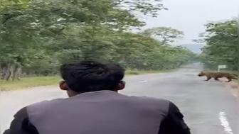 Watch: Tourists follow tiger to snap photographs in MP’s Panna Tiger Reserve