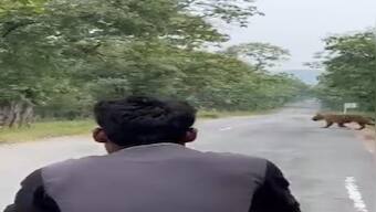 Watch: Tourists follow tiger to snap photographs in MP’s Panna Tiger Reserve