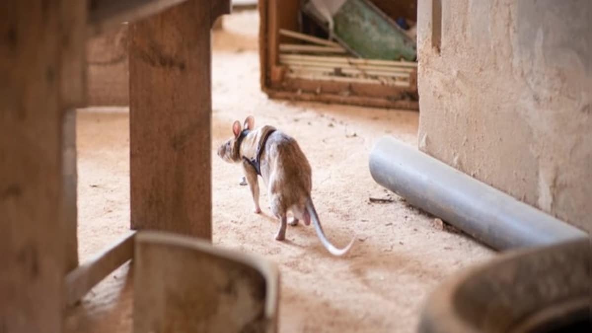 Rats to the Rescue: How a Belgian non-profit company is training rodents to save lives