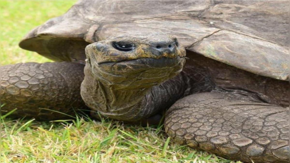 Guinness World Record: 190-year-old tortoise Jonathan is world’s oldest ...