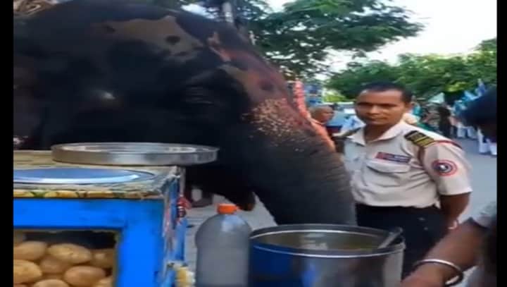Elephant enjoys pani puri while coming back from ride; video goes viral