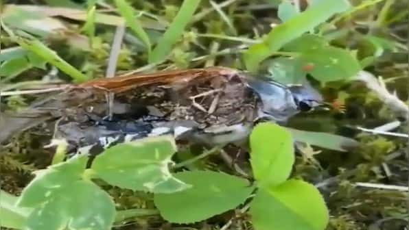 Neuro-parasite makes dead insect walk after taking control of its brain, internet shocked