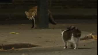Larry the cat chases down fox at 10 Downing Street, video goes viral