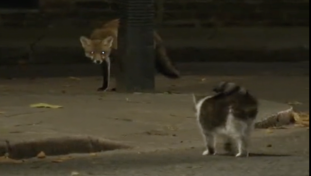 Larry the cat chases down fox at 10 Downing Street, video goes viral Larry the cat chases down fox at 10 Downing Street, video goes viral