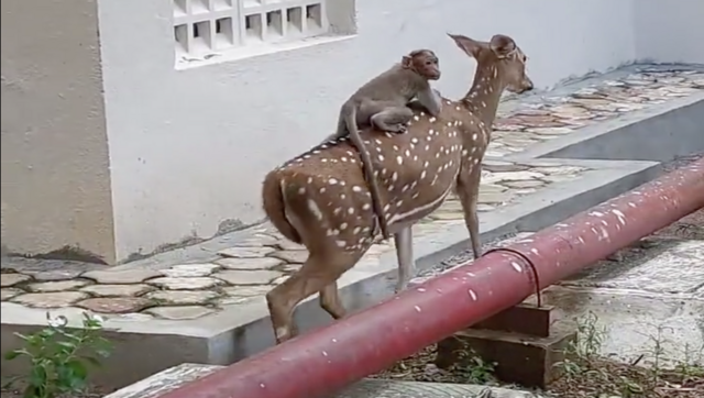 Viral: Monkey hitches ride on deer's back at IIT Madras, internet recalls 'Planet of the Apes' Viral: Monkey hitches ride on deer's back at IIT Madras, internet recalls 'Planet of the Apes'