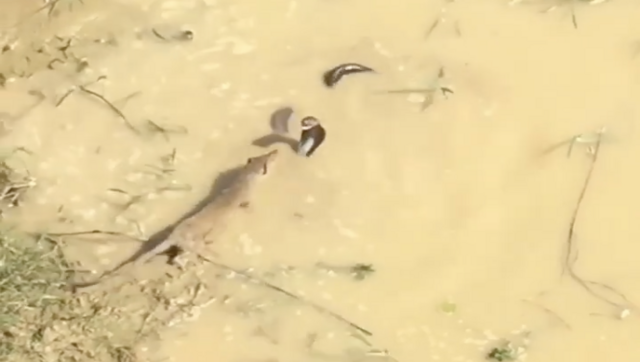 Viral video: King cobra and Indian grey mongoose engage in fierce fight Viral video: King cobra and Indian grey mongoose engage in fierce fight