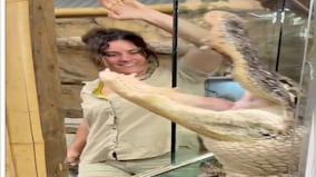  Zookeeper laughs while hungry alligator tries to attack her; watch hair-raising footage