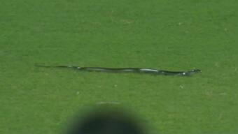 Snake interrupts play during 2nd India-South Africa T20I in Guwahati