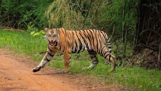 Maharashtra: 'Conflict tiger' that killed 13 persons captured in Gadchiroli Maharashtra: 'Conflict tiger' that killed 13 persons captured in Gadchiroli