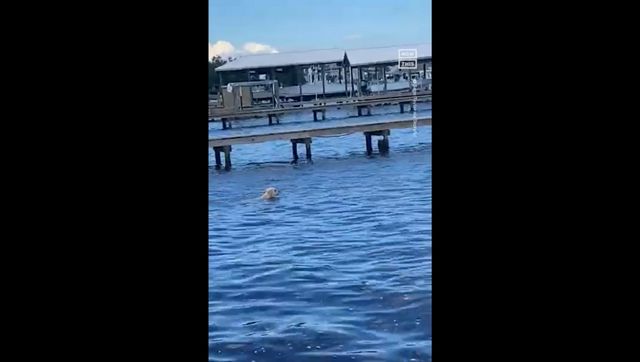 Watch: Golden retriever startled after encountering herd of manatees while swimming Watch: Golden retriever startled after encountering herd of manatees while swimming