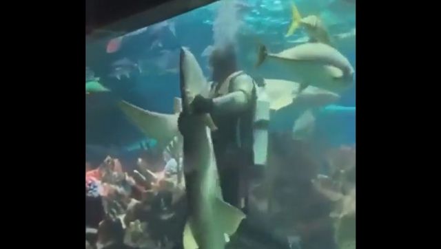 Man dances with shark inside lifesize aquarium, video goes viral Man dances with shark inside lifesize aquarium, video goes viral