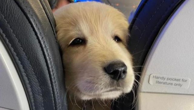 Rakesh Jhunjhunwala's Akasa Air to allow pets in cabin and cargo, booking starts from 15 October Rakesh Jhunjhunwala's Akasa Air to allow pets in cabin and cargo, booking starts from 15 October