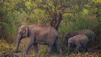 Wild elephants trample man trying to protect his crops to death in Madhya Pradesh
