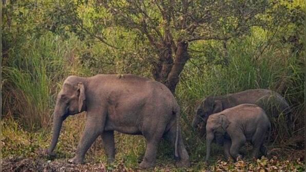 Wild elephants trample man trying to protect his crops to death in Madhya Pradesh