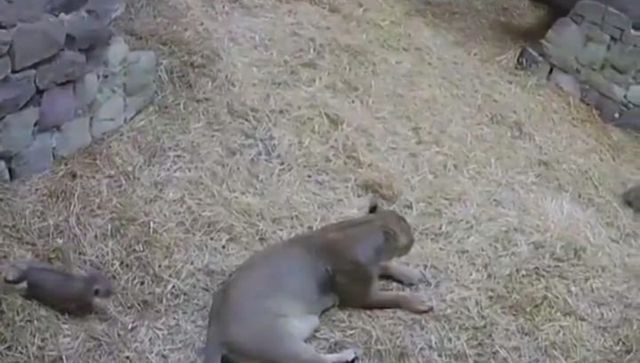 Watch: Lion cub tries to scare its mother, internet finds it adorable Watch: Lion cub tries to scare its mother, internet finds it adorable