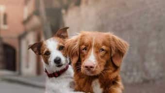 World Animal Day 2022: History, significance and all you need to know