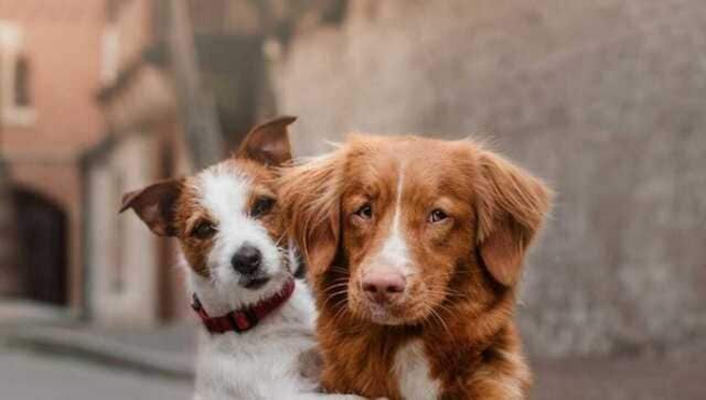 World Animal Day 2022: History, significance and all you need to know World Animal Day 2022: History, significance and all you need to know