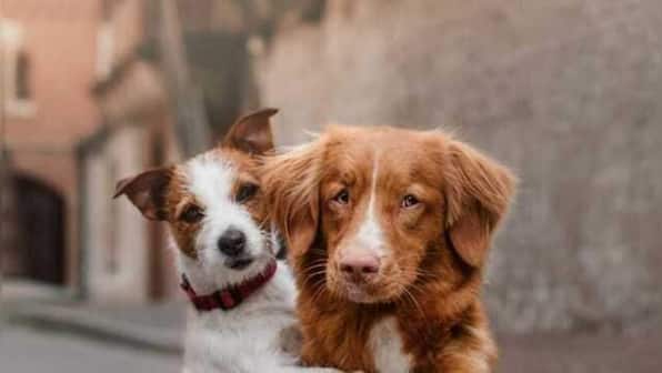 World Animal Day 2022: History, significance and all you need to know