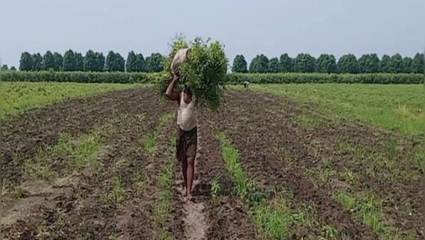 UP: Farmers suffer heavy losses due to excess rainfall after deficient monsoon