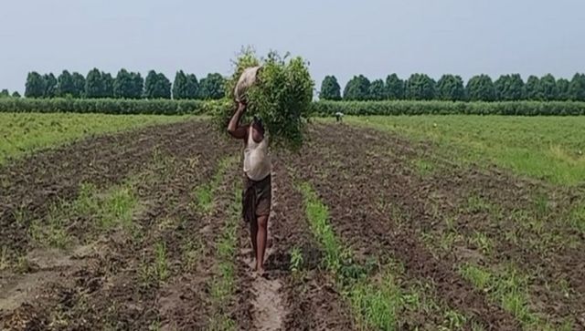 UP: Farmers suffer heavy losses due to excess rainfall after deficient monsoon UP: Farmers suffer heavy losses due to excess rainfall after deficient monsoon