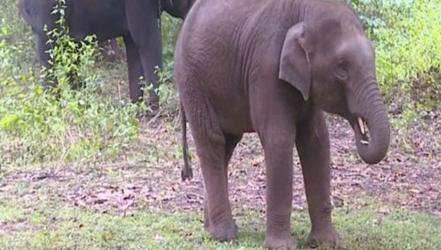 Chattisgarh: 65-year-old man trampled to death by a wild elephant in Kohka village Chattisgarh: 65-year-old man trampled to death by a wild elephant in Kohka village