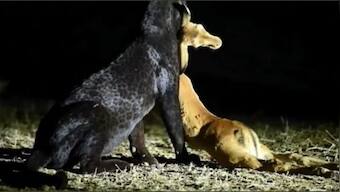 Viral video: Black leopard hunts deer under glaring spotlight and cameras, internet left unhappy