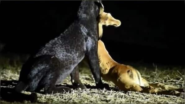 Viral video: Black leopard hunts deer under glaring spotlight and cameras, internet left unhappy