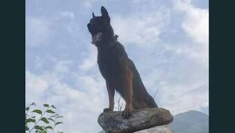 Dogged fight: Watch how Indian Army dog Zoom-ed in on the enemy