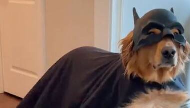 Viral video: Ahead of Halloween, golden retriever dresses as 'Bat Dog'