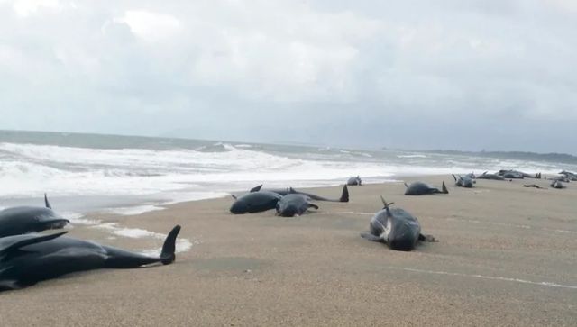 Now 500 pilot whales die in New Zealand: What are mass strandings? Now 500 pilot whales die in New Zealand: What are mass strandings?