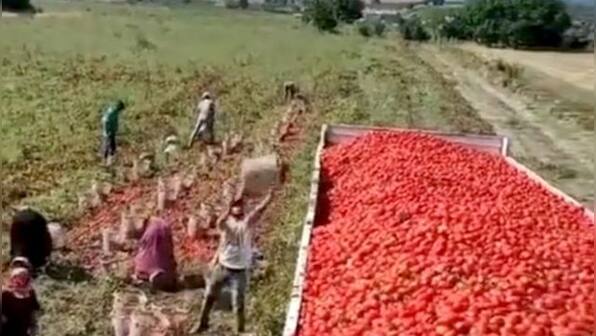 Watch: Man skillfully flings baskets of tomatoes into truck; internet impressed