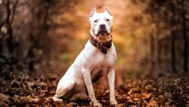 Gurugram bans 11 dog breeds: What are they? How dangerous are they?