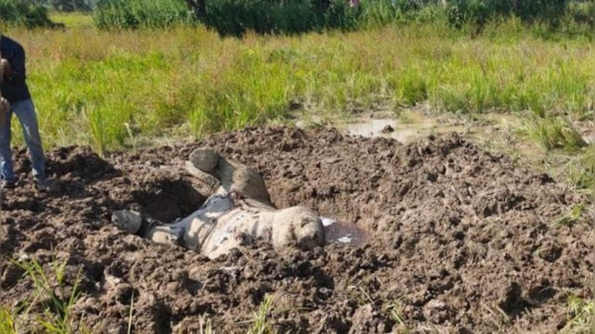 13 people including minor kill elephant calf with poison, arrested after carcass exhumed