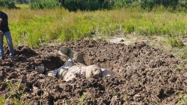 13 people including minor kill elephant calf with poison, arrested after carcass exhumed