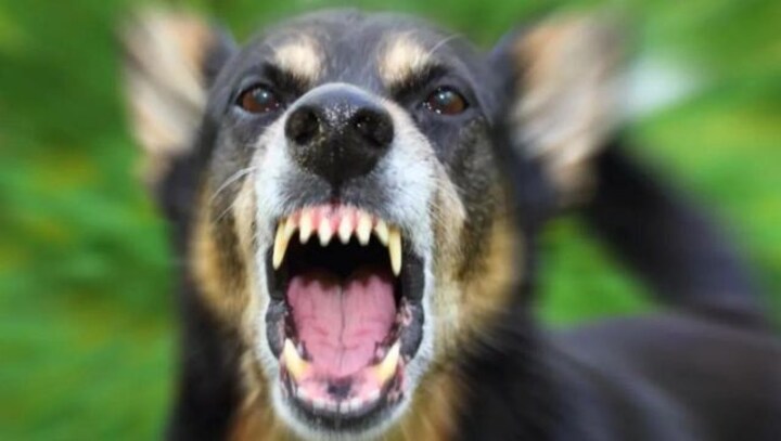 MP: Stray dog bite takes life of a 5-yr-old girl