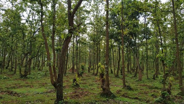 Uttarakhand: Former DGP, seven others booked for 'illegal' possession of forest land Uttarakhand: Former DGP, seven others booked for 'illegal' possession of forest land