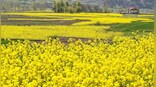 Why GM mustard is cost effective for farmers and neither a threat for biodiversity nor harmful for consumers