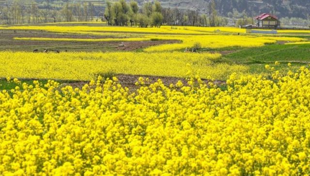 Why GM mustard is cost effective for farmers and neither a threat for biodiversity nor harmful for consumers Why GM mustard is cost effective for farmers and neither a threat for biodiversity nor harmful for consumers
