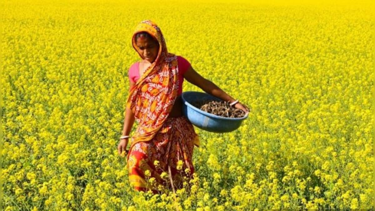 Explained: What is GM mustard and what is the controversy surrounding it?