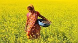 Explained: What is GM mustard and what is the controversy surrounding it?