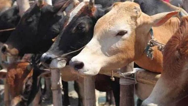 5 arrested for smuggling 2,200 kg beef from Bengaluru to Goa 5 arrested for smuggling 2,200 kg beef from Bengaluru to Goa